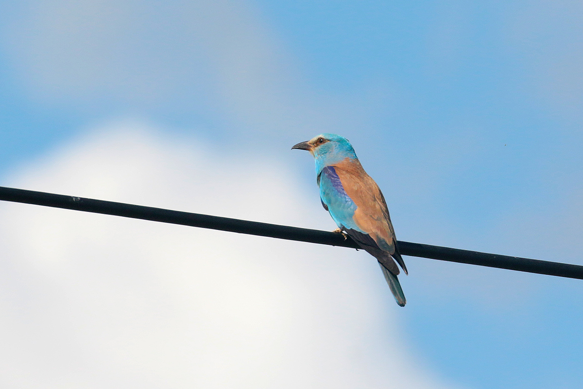 Scharrelaar - European roller